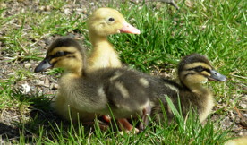 Ducklings