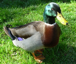 Pierre the duck